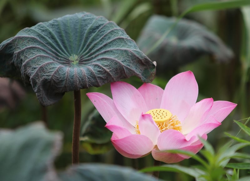 Lotus Pose for Deep Breathing